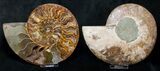 Stunning Polished Ammonite Pair - Agatized #8448-1